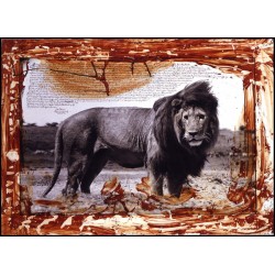 Perter Beared / Lion